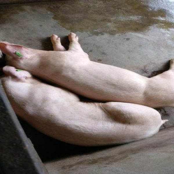 lpig-600×600